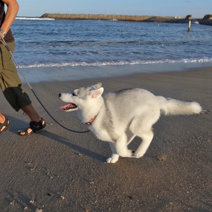 子犬　いそがしい1日_c0049299_1126174.jpg