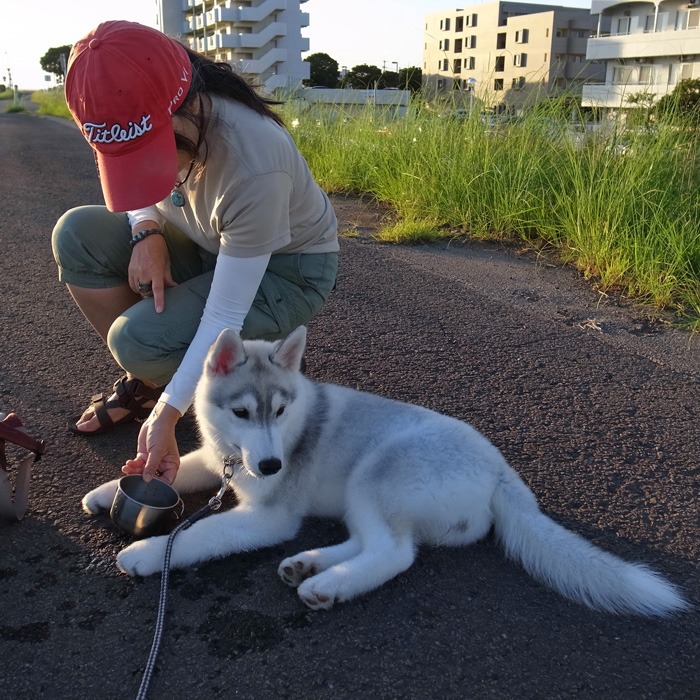 子犬　いそがしい1日_c0049299_11262795.jpg