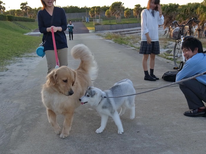 子犬　いそがしい1日_c0049299_1128865.jpg