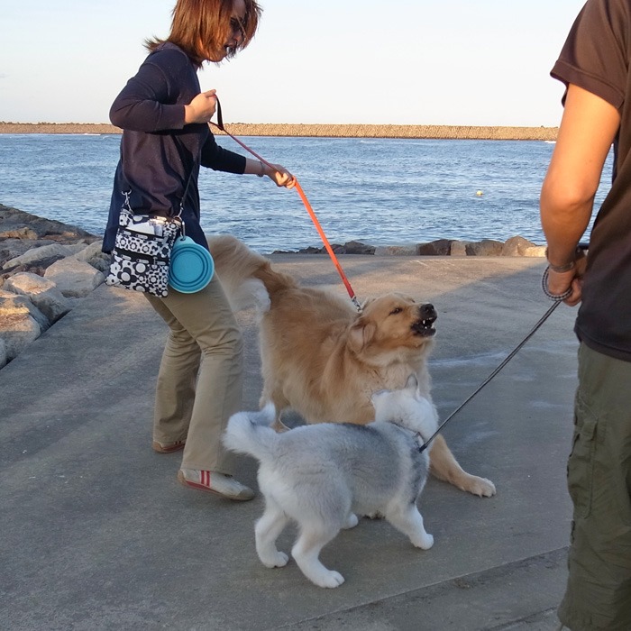 子犬　いそがしい1日_c0049299_1129226.jpg