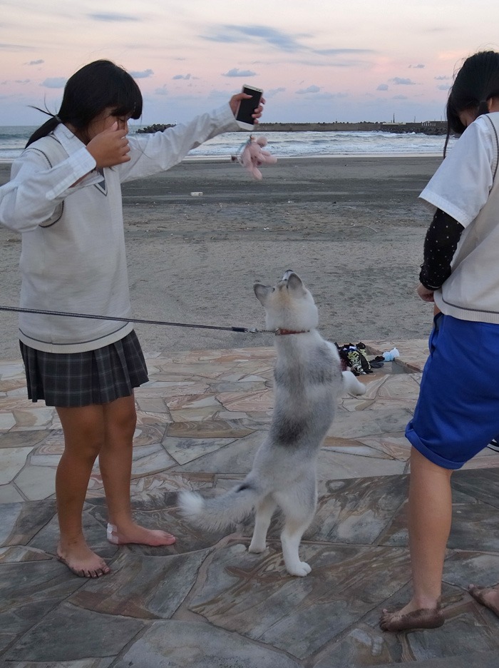 子犬　いそがしい1日_c0049299_1131734.jpg