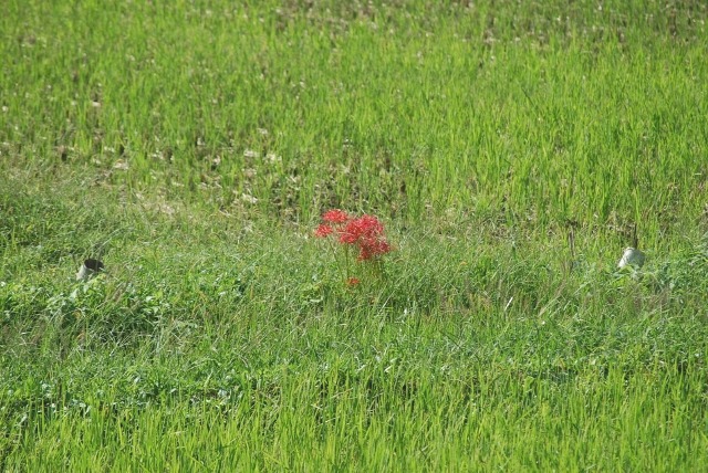 e0025300_13497.jpg