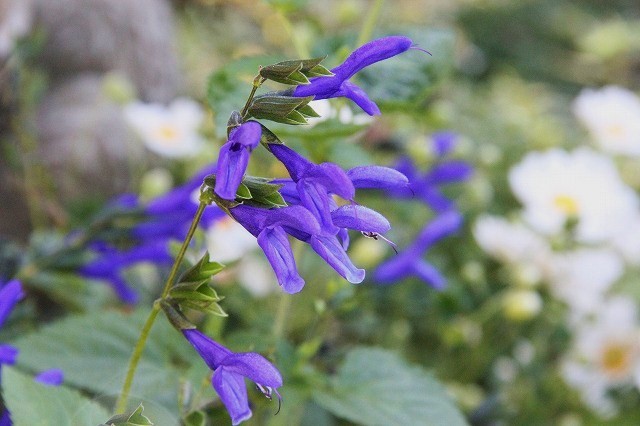 a0123003_954036.jpg
