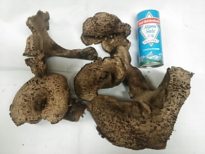 香茸 シシタケ イノハナ こもれび と ひだまり 縁想廻 香茸 シシタケ イノハナ こもれび と ひだまり 縁想廻