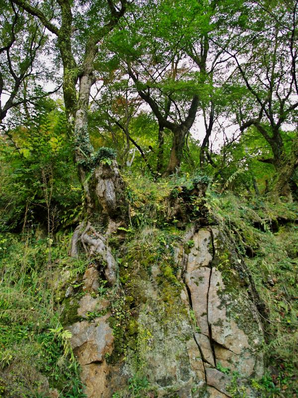 大神神社・長谷寺 2009 秋 その18：下山（最終回）_d0087407_23251974.jpg