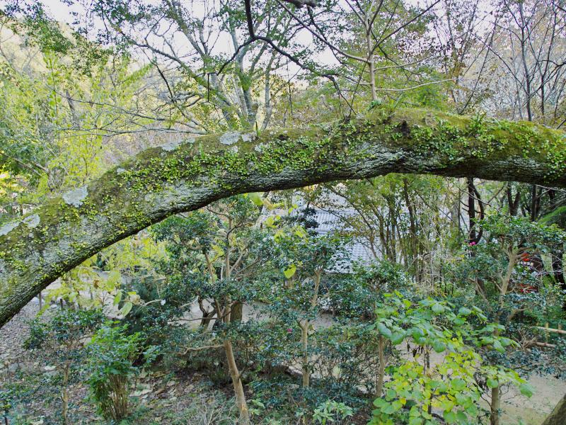 大神神社・長谷寺 2009 秋 その18：下山（最終回）_d0087407_2325691.jpg