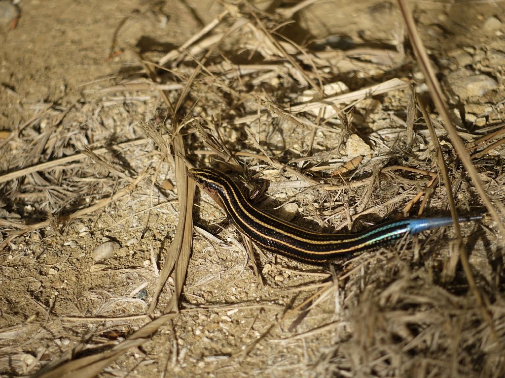 西表島2013　その他の生き物_d0010008_1432386.jpg