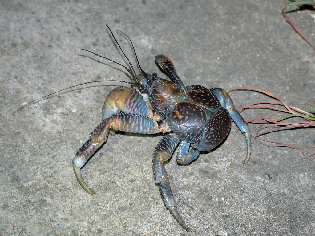 西表島2013　その他の生き物_d0010008_14544543.jpg