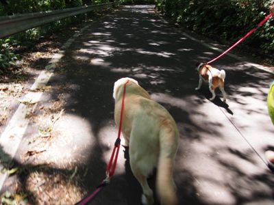 見晴し台へ_e0192217_1074540.jpg