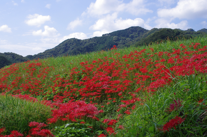 彼岸花・・・・そして_f0160222_19394029.jpg