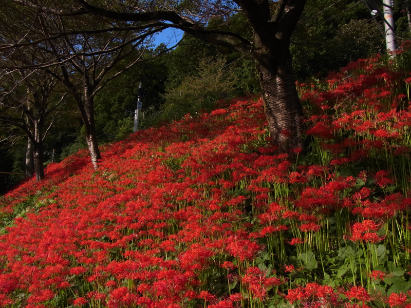 彼岸花・・・・そして_f0160222_19564240.jpg