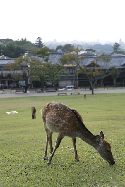 いにしえの奈良へ －若草山夕景－_b0169330_17563961.jpg