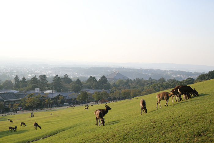 いにしえの奈良へ －若草山夕景－_b0169330_18212258.jpg