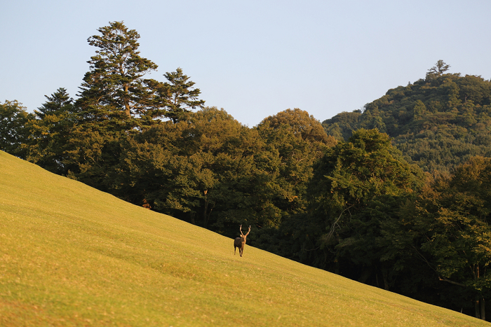 いにしえの奈良へ －若草山夕景－_b0169330_18415617.jpg