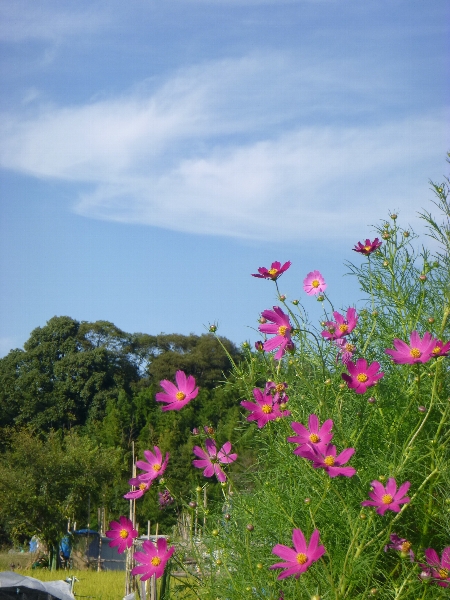 休日出勤と公園と ②_c0113733_135459.jpg