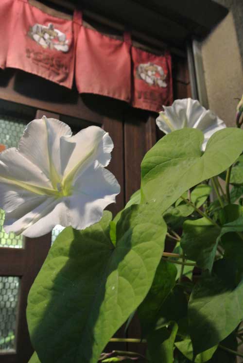 【上諏訪居酒屋めぐり その1 -串焼 一丁目- (長野・上諏訪)】_a0005436_14312799.jpg