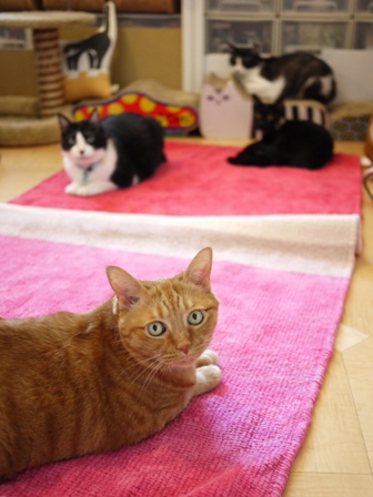 魔法のじゅうたん猫 空しぇるらぃらぎゃぉすてぃぁらみるきぃ編。_a0143140_14445391.jpg