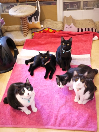 魔法のじゅうたん猫 空しぇるらぃらぎゃぉすてぃぁらみるきぃ編。_a0143140_14455170.jpg