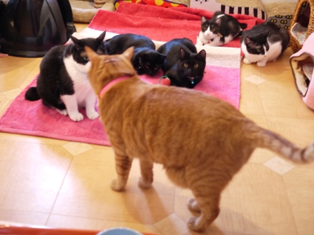 魔法のじゅうたん猫 空しぇるらぃらぎゃぉすてぃぁらみるきぃ編。_a0143140_1448189.jpg