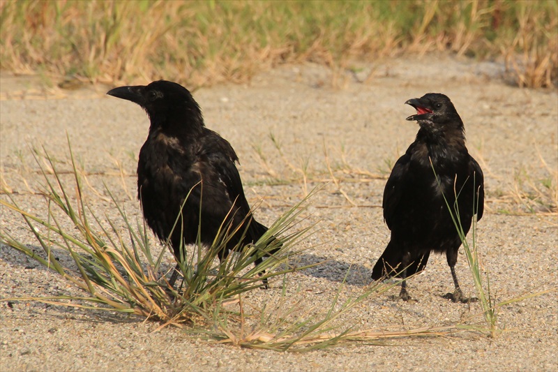 カラスの口の中は赤 それとも黒 春夏秋冬 写楽