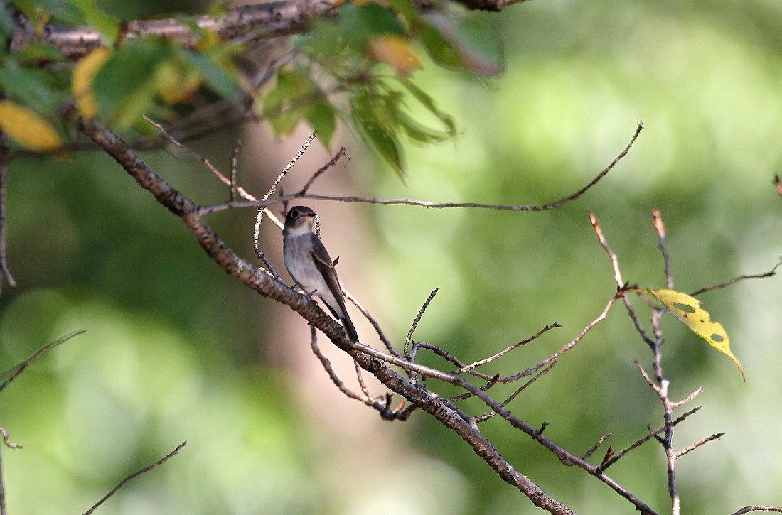 2013/09　～榛の木池の小鳥～_f0238447_825478.jpg