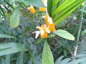 b0117348_71291.jpg
