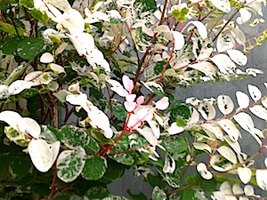 b0117348_76515.jpg