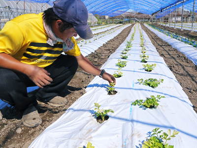 熊本セロリ「清正人参」 ハウスへの定植と有機栽培!匠の手間ひま その2_a0254656_1829495.jpg