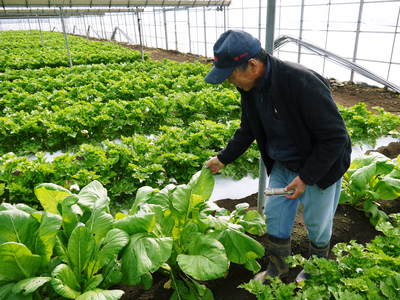 熊本セロリ「清正人参」 ハウスへの定植と有機栽培!匠の手間ひま その2_a0254656_18582831.jpg