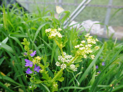 熊本セロリ「清正人参」 ハウスへの定植と有機栽培!匠の手間ひま その2_a0254656_19102240.jpg