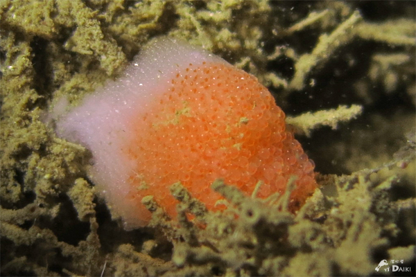 集魚灯ナイトォォォッ☆みなべ・田辺_e0158261_19332470.jpg