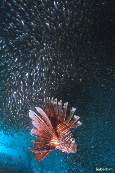 集魚灯ナイトォォォッ☆みなべ・田辺_e0158261_19332646.jpg