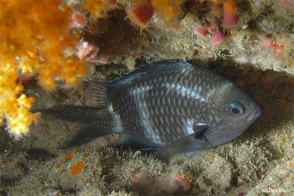 集魚灯ナイトォォォッ☆みなべ・田辺_e0158261_19333599.jpg