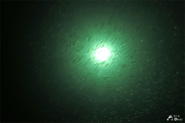 集魚灯ナイトォォォッ☆みなべ・田辺_e0158261_19333764.jpg