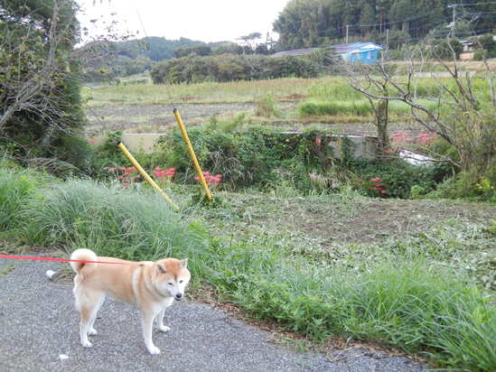 ’13,9,29(日)皆さ~ん、復活しましたYO!_f0060461_1901376.jpg