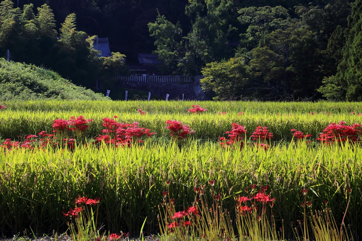 彼岸花・葛城の道_e0244181_0242120.jpg