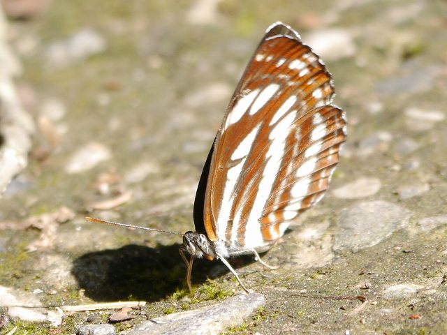 d0088184_23283713.jpg