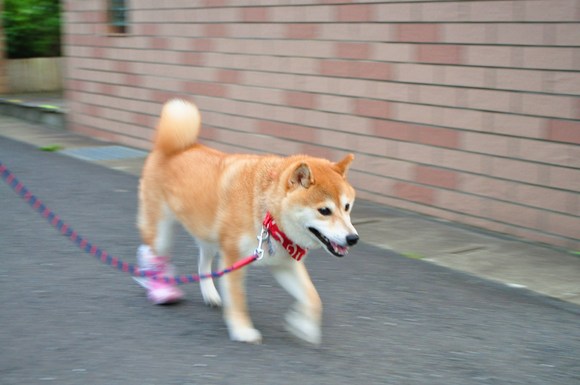 賑やかなお散歩②_a0126590_1835435.jpg