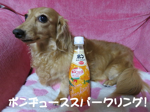 秋の大競り市_b0200291_22252365.jpg