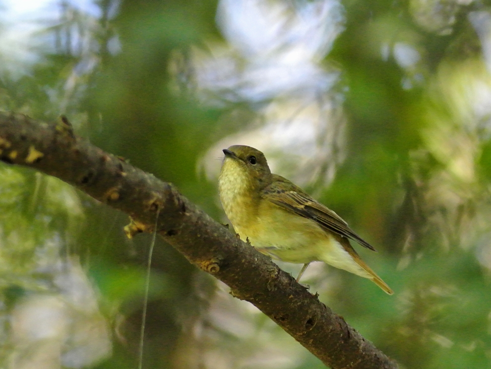 「1年ぶりの再会」　キビタキ（黄鶲）♀/Female Narcissus Flycatcher_a0223993_0193672.jpg