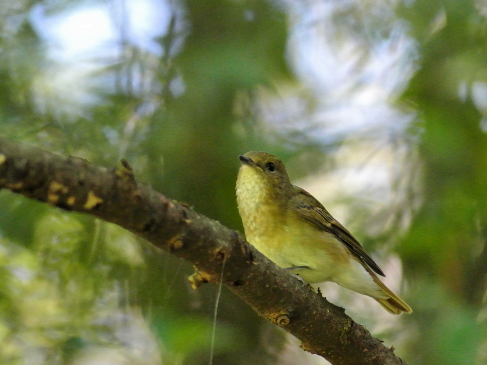 「1年ぶりの再会」　キビタキ（黄鶲）♀/Female Narcissus Flycatcher_a0223993_0194257.jpg