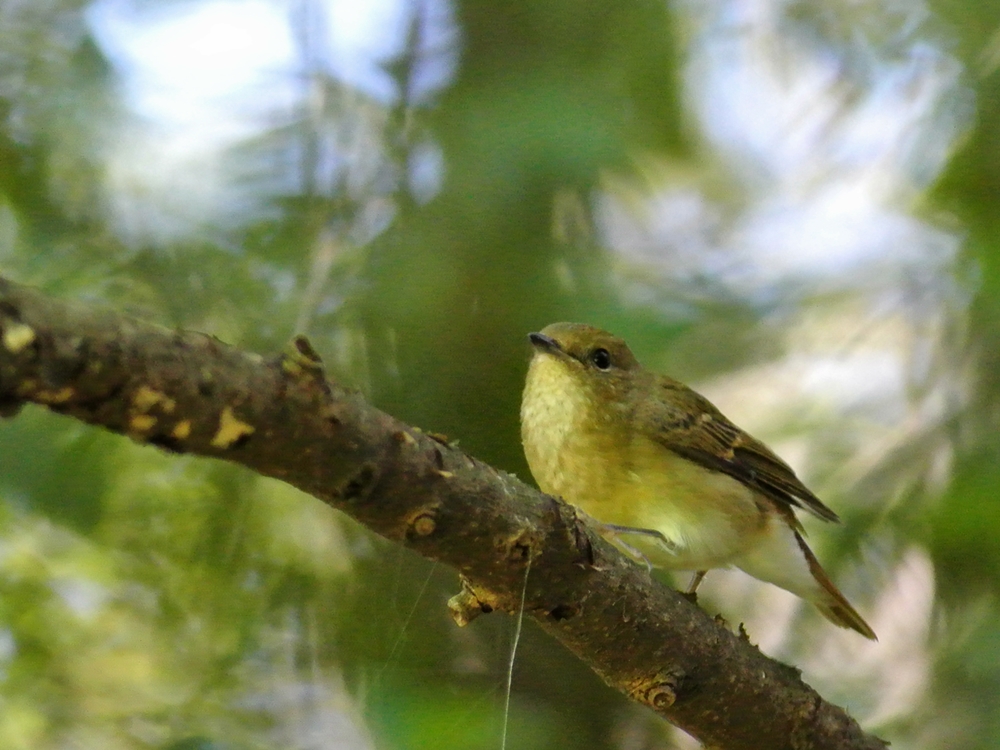 「1年ぶりの再会」　キビタキ（黄鶲）♀/Female Narcissus Flycatcher_a0223993_019519.jpg