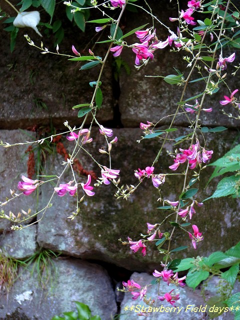 c0087094_17255724.jpg