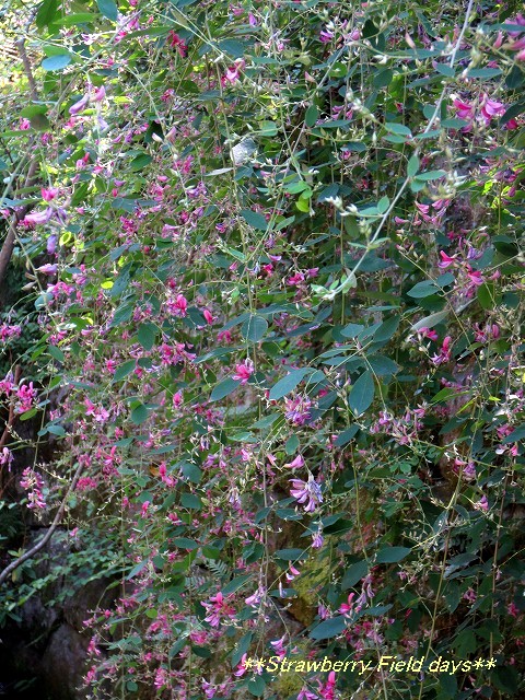c0087094_17261976.jpg