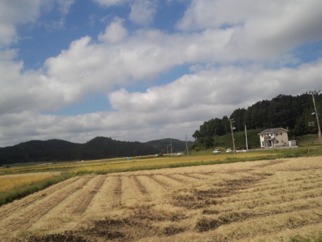 稲刈りシーズンですね♪_c0140599_11343659.jpg