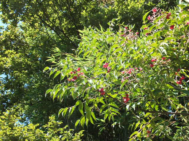 a0271502_17235057.jpg