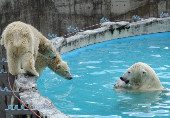 名水しろくま ララ ポロロ マルル 円山動物園 Paradizoo 名水しろくま ララ ポロロ マルル 円山動物園 Paradizoo