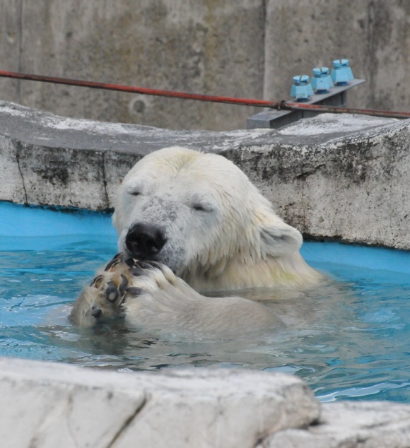 名水しろくま ララ ポロロ マルル 円山動物園 Paradizoo