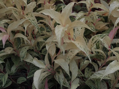 c0167112_2052114.jpg