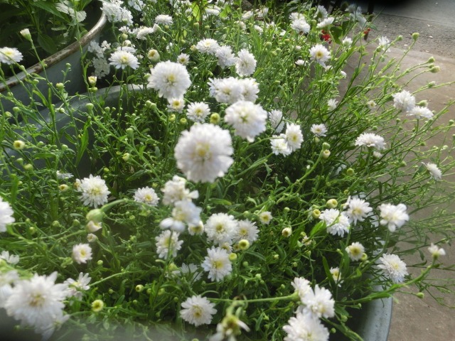 土もの_c0102228_211909.jpg